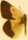 C. w. wiskotti male