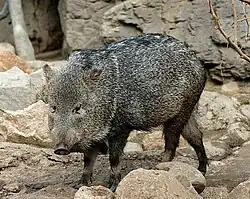 Collared peccary