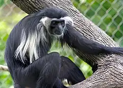 Gray monkey
