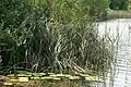 Pond near Riton's shack
