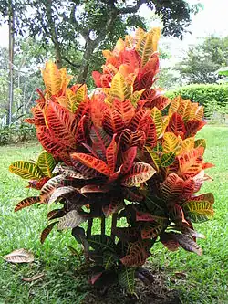 A small shrub in the middle of a lawn with strikingly coloured leaves