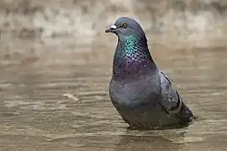 Rock dove (feral pigeon), Retiro Park, Madrid