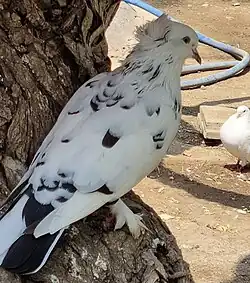 Domestic Pigeon in the Aviary