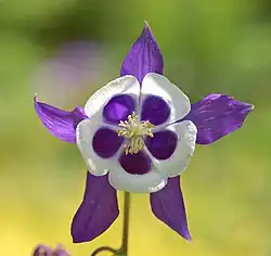 Aquilegia 'Blue Butterflies' flower