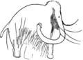 Copy of engraved mammoth from Les Combarelles