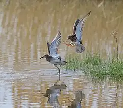 Ruff, Riserva naturale di Torre Flavia, Ladispoli