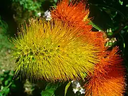 "flowers and foliage"