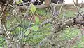twigs and leaves