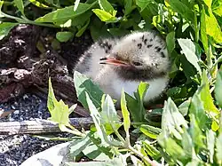 A chick on an island off the coast of Maine