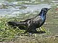 Iridescent male common grackle