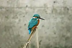 Common kingfisher, Andalusia