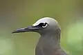 Common noddy head - note stouter beak, greyer cap