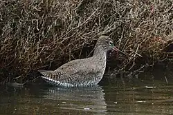 Common redshank, Parc natural de s’Albufera de Mallorca, Mallorca