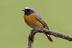 Common redstart, Malga Natura, Veneto