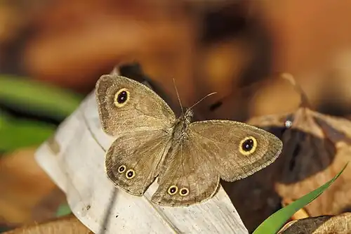 dry season form, Loas