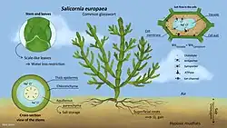 This drawing shows various adaptations of the common glasswort to a salty environnement: scale-like leaves, superficial roots to avoid the hypoxic and very salty mudflats, an aquiferous parenchyma to stock salt and ion exchanges between the vacuole and the rest of the cell, which enables osmotic maintenance.