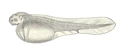 Common sturgeon larva