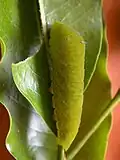 Caterpillar