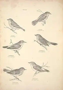 Lithographic print of Acanthiza species (thornbills), published in Companion to Gould's Handbook (1877)
