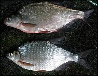 Immature A. brama (top). Mature B. bjoerkna (bottom)