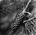 A pine cone (1939)