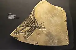 Voltziales: Walchia laxifolia foliage, Cisuralian (Early Permian), Germany