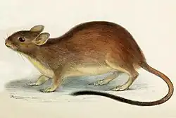 Drawing of brown and white rat