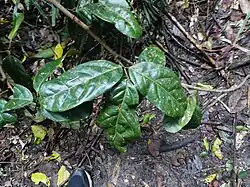 Trifoliate leaf