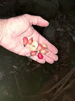 Fruit