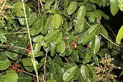 Leaves and fruit
