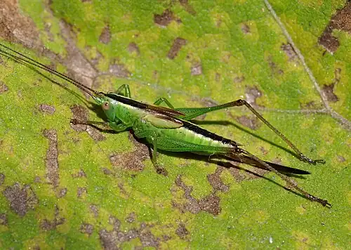 Conocephalus fuscus, (Conocephalinae)