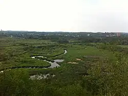 Wetlands in the Conservation Area