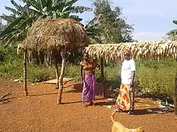 Harvest in Yaloke, 2014
