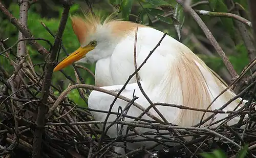 Adult on nest, Orlando, Florida