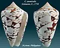 Conus ammiralis Linnaeus, C., 1758