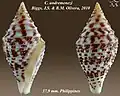 Conus andremenezi Olivera & Biggs, 2010