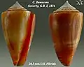 Conus flavescens Sowerby, G.B. I, 1834