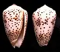 Conus pulicarius Hwass in Bruguière, J.G., 1792