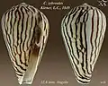 Conus zebroides Kiener, L.C., 1849