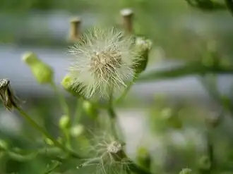 Seeds