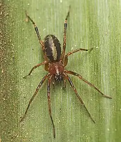 Copa kabana