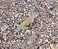 Greater earless lizard