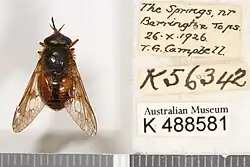 Copidapha rufonigra
