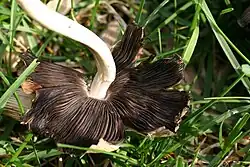 Underside of a mushroom cap with dark brownish-black gills; the edge cap has been ripped into several segments.