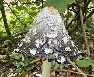 Specimen with few scales