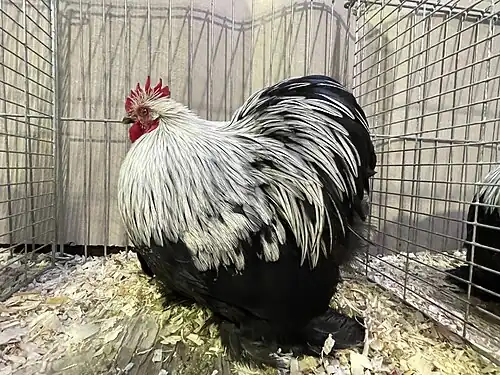 Silver-birchen cock