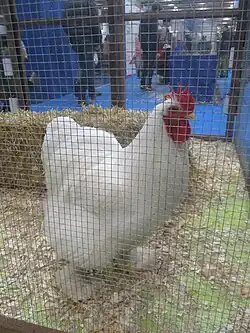 White cock