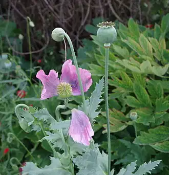 The glaucous leaves and seed pods of Papaver somniferum