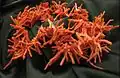 A coral-colored Algerian coral