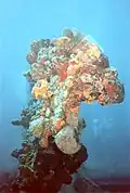 Coral growth on the Rhone